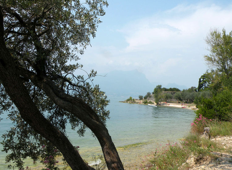 Forse Mougeotia transeaui